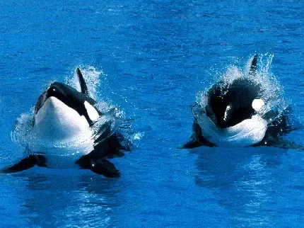  عکس نهنگ های غول پیکر و بزرگ