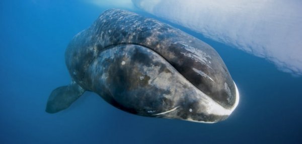  عکس بزرگترین نهنگ جهان