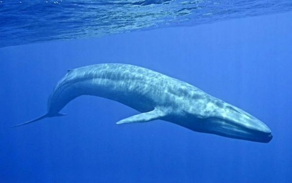  عکس بزرگترین نهنگ جهان