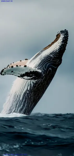  عکس نهنگ برای بک گراند گوشی