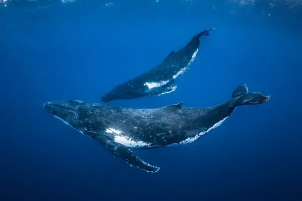  عکس نهنگ وحشی