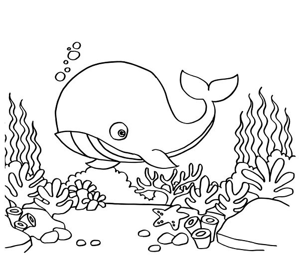 عکس نهنگ فانتزی