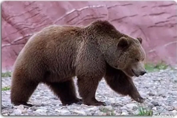  عکس خرس قهوه ای در طبیعت