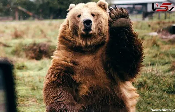  عکس خرس قهوه ای در طبیعت