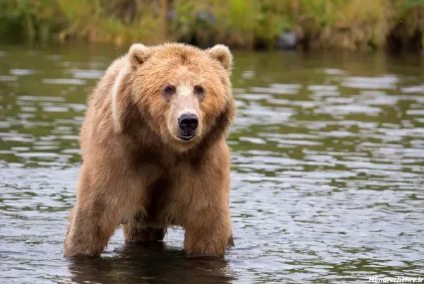  عکس خرس قهوه ای در طبیعت