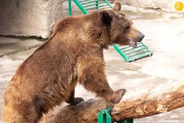  عکس خرس قهوه ای در طبیعت