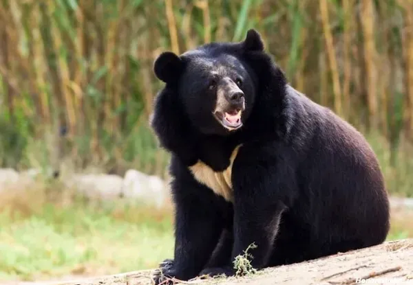  عکس خرس قهوه ای در طبیعت