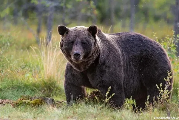  عکس خرس قهوه ای در طبیعت