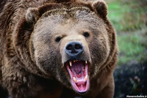  عکس خرس قهوه ای در طبیعت