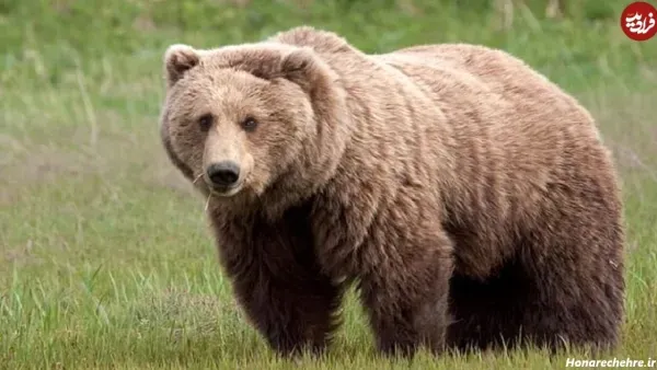  عکس خرس قهوه ای در طبیعت