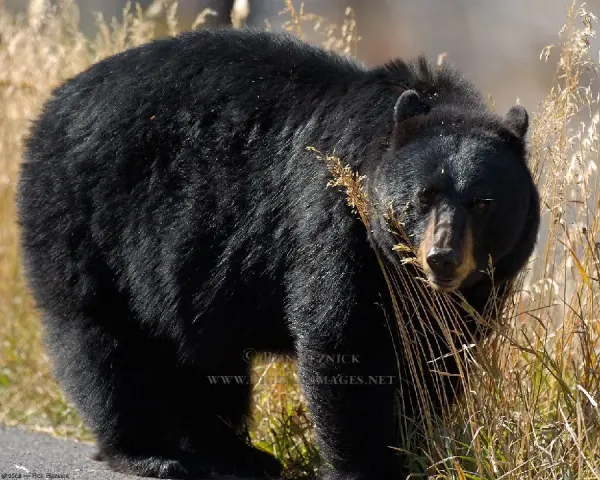  عکس خرس سیاه