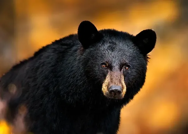  عکس خرس سیاه