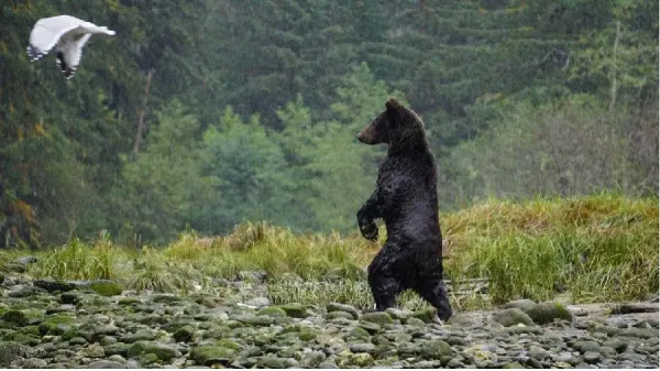  عکس خرس سیاه