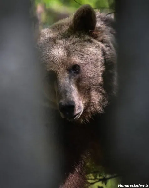  عکس خرس مهربان