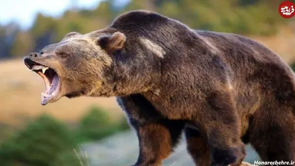  عکس خرس مهربان