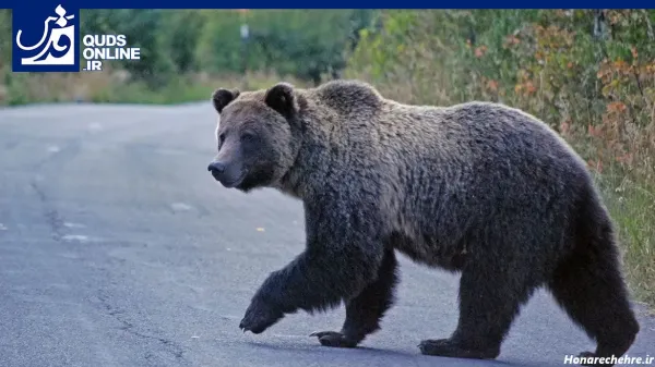  عکس خرس مهربان