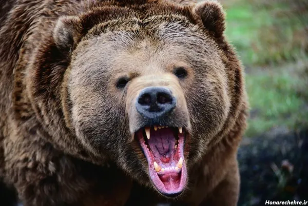  عکس خرس مهربان