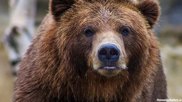  عکس خرس مهربان