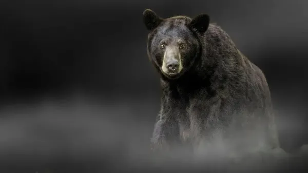  عکس خرس وحشی و ترسناک