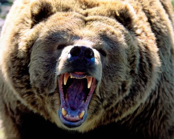  عکس از خرس برای استوری