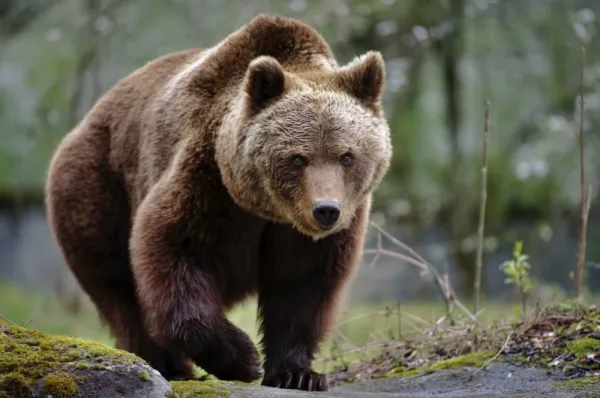  عکس از خرس برای استوری