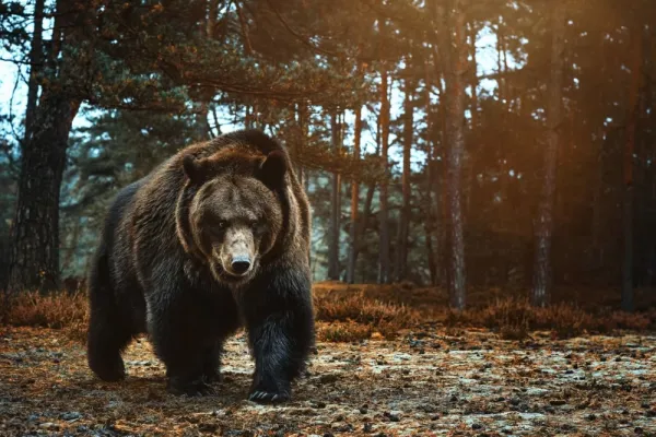  بک گراند خرس برای گوشی موبایل