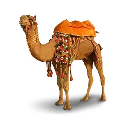  عکس شتر واقعی