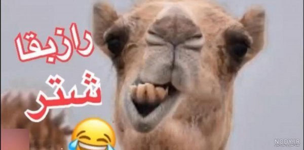  عکس شتر خنده دار