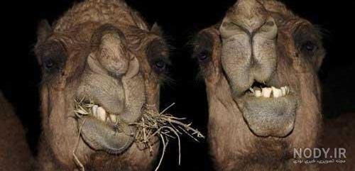  عکس شتر خنده دار