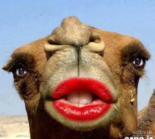  عکس شتر خنده دار