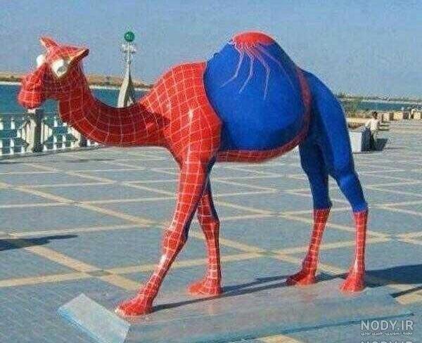  عکس شتر خنده دار