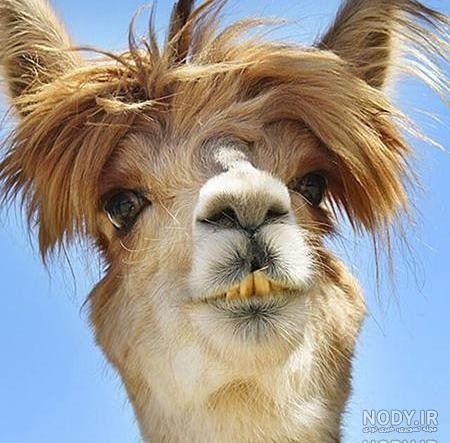  عکس شتر خنده دار