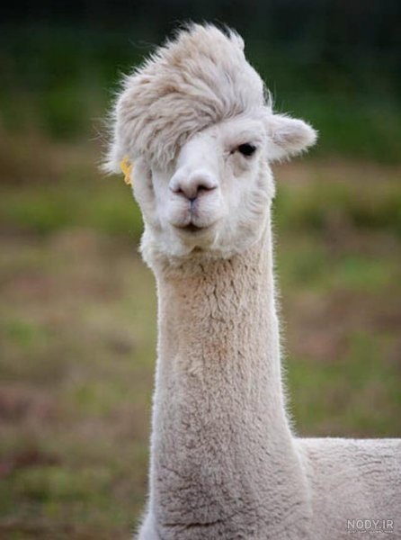  عکس شتر خنده دار