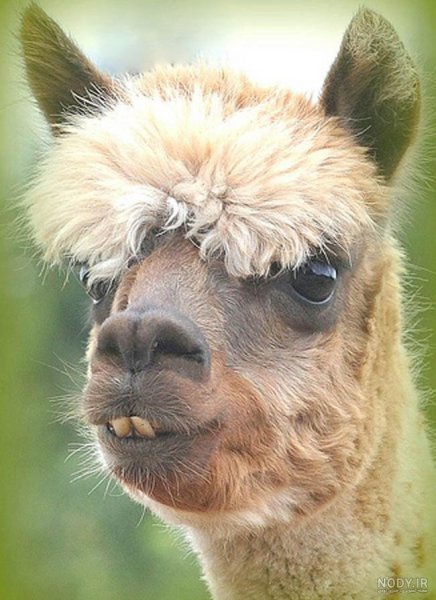  عکس شتر خنده دار