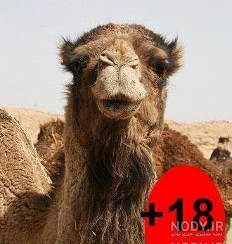  عکس شتر خنده دار