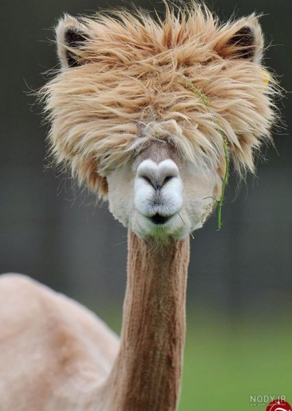  عکس شتر خنده دار