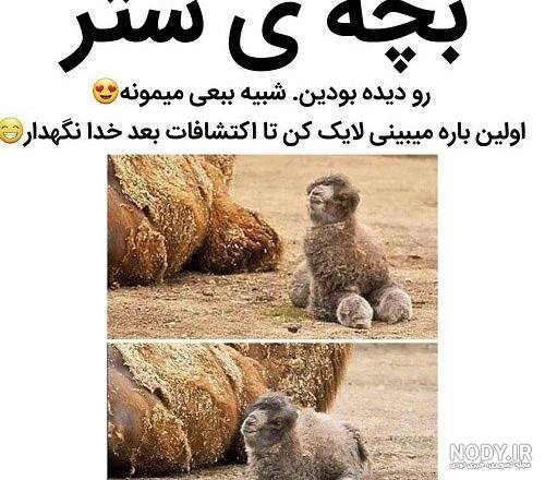  عکس شتر خنده دار