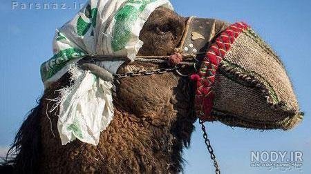  عکس شتر خنده دار