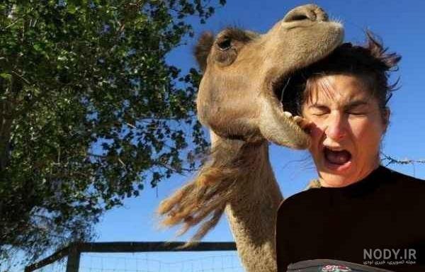  عکس شتر خنده دار