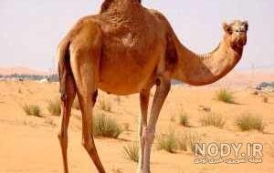  عکس شتر خنده دار