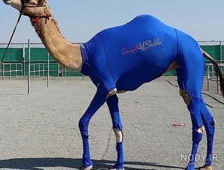  عکس شتر خنده دار