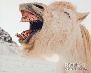  عکس شتر خنده دار