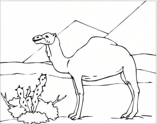  عکس شتر نقاشی