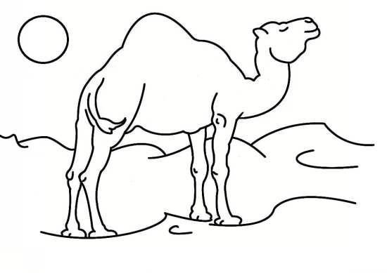  عکس شتر نقاشی