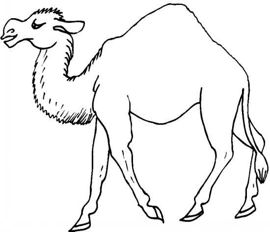  عکس شتر نقاشی