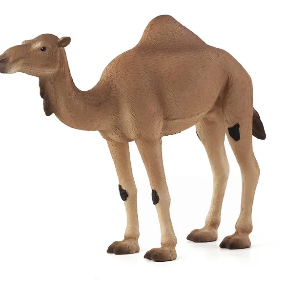  عکس شتر کارتونی