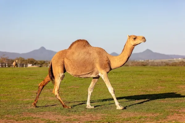  عکس های شتر در طبیعت