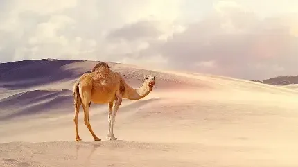  عکس شتر بامزه در کویر