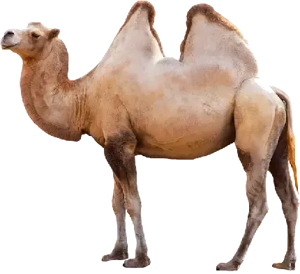  عکس های شتر با کیفیت HD