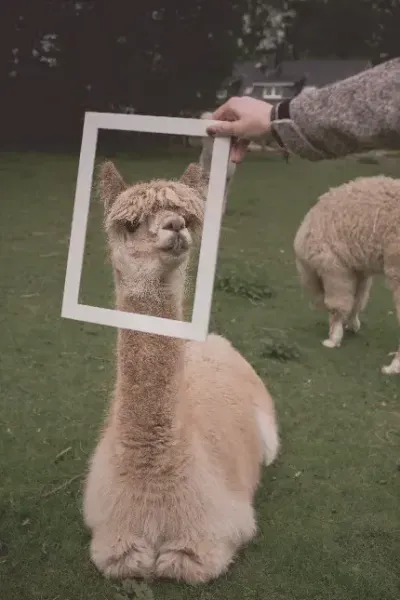  عکس های شتر با کیفیت HD